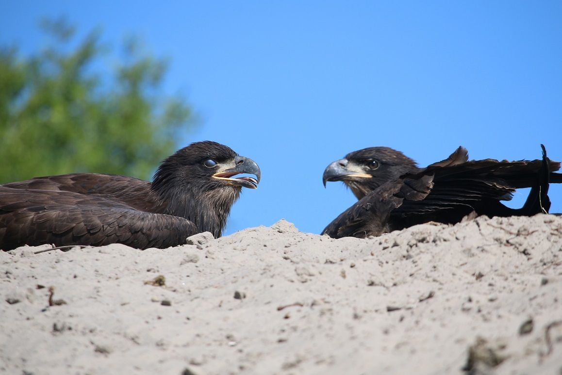 Eagles